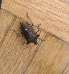 Pentatoma rufipes