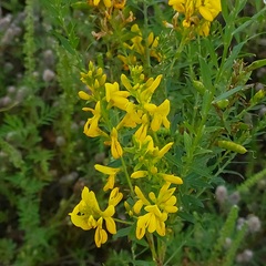 Genista tinctoria