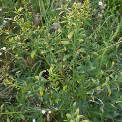 Genista tinctoria