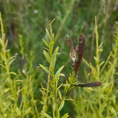Genista tinctoria