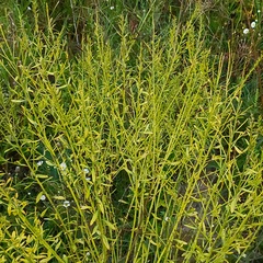 Genista tinctoria