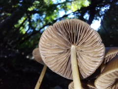Conocybe tenera
