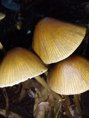 Conocybe tenera