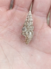 Batillaria australis