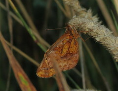 Boloria bellona