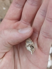 Batillaria australis