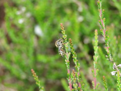 Leptarthrus brevirostris