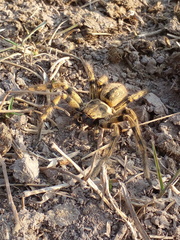 Polybetes pythagoricus