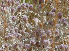 Ptilotus