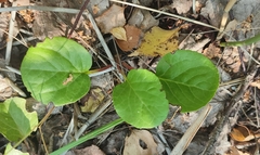 Pyrola rotundifolia
