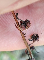 Pyrola rotundifolia