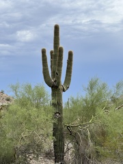 Carnegiea gigantea