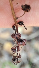 Pyrola rotundifolia