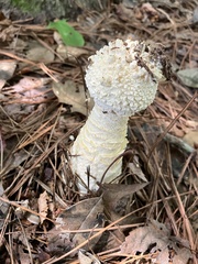 Amanita polypyramis