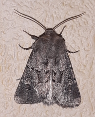 Luperina testacea