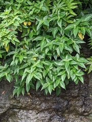 Boehmeria densiflora