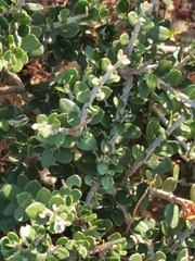 Rhamnus lycioides