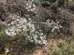 Olearia pimeleoides