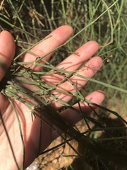 Ephedra foeminea