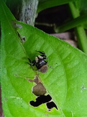 Araneae