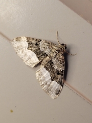 Euphyia intermediata