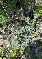 Indigofera praetermissa