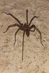 Eratigena