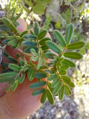 Indigofera praetermissa