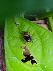 Araneae