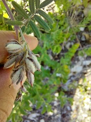 Indigofera praetermissa