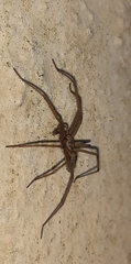 Eratigena