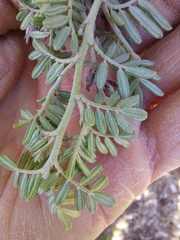 Indigofera praetermissa