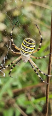 Argiope bruennichi