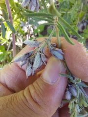 Indigofera praetermissa
