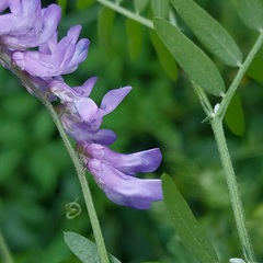 Vicia cracca