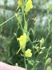 Linaria