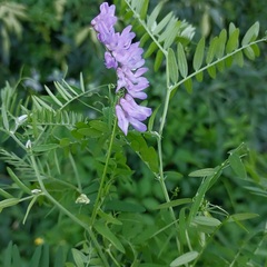 Vicia cracca