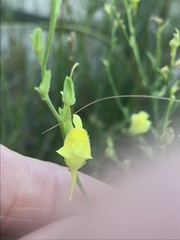 Linaria