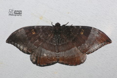 Cyclidia orciferaria