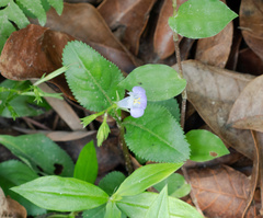 Bonnaya ruelloides