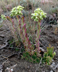 Sempervivum transcaucasicum