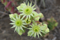 Sempervivum transcaucasicum