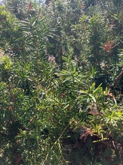 Taxus cuspidata