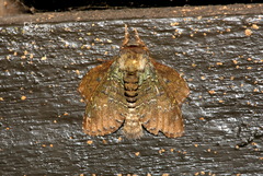 Lasiocampidae