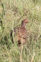 Pternistis swainsonii swainsonii