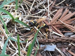 Sceliphron caementarium