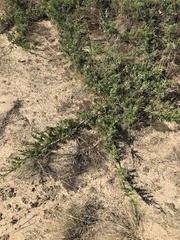 Juniperus sabina