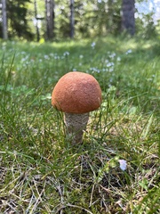 Leccinum aurantiacum