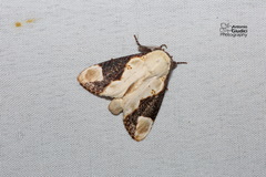 Formofentonia orbifer