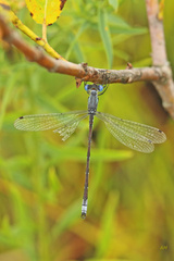 Lestes unguiculatus